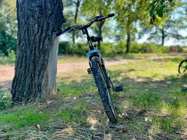 Uma Bicicleta Montanha Está Apoiada Uma Árvore Lado Belo Caminho — Fotografia de Stock