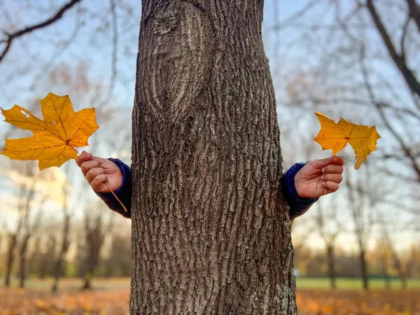Sonbahar parkında elinde sarı yapraklar olan çocuk ağacın arkasında. Küçük çocuk ağacın arkasından dışarı bakıyor. Mutlu sonbaharlar. Yüksek kalite fotoğraf
