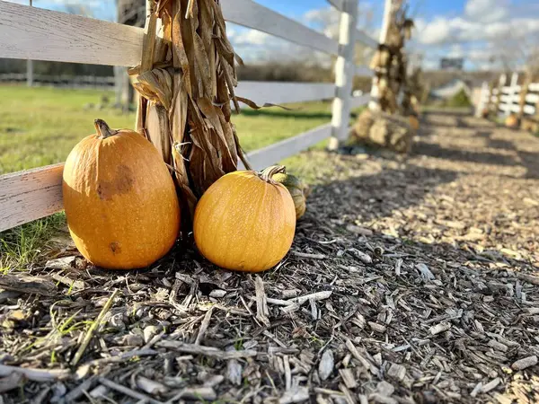 Açık hava çiftçi pazarında portakal kabakları. Balkabağı tarlası. Uzayı metin için kopyala. Yüksek kalite fotoğraf