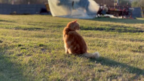 Μια Κόκκινη Γάτα Περπατάει Στο Πράσινο Γρασίδι Μια Φάρμα Υψηλής — Αρχείο Βίντεο