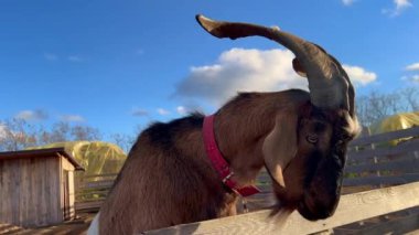 Güneşli bir günde bir keçi çiftlikte ellerinden yer. Yüksek kalite 4k görüntü