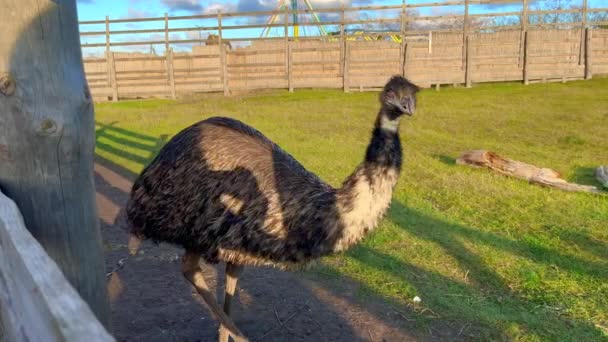 Primo Piano Emu Presso Fattoria Una Giornata Sole Filmati Alta — Video Stock