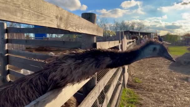 화창한 농장에서 Emu 고품질 — 비디오