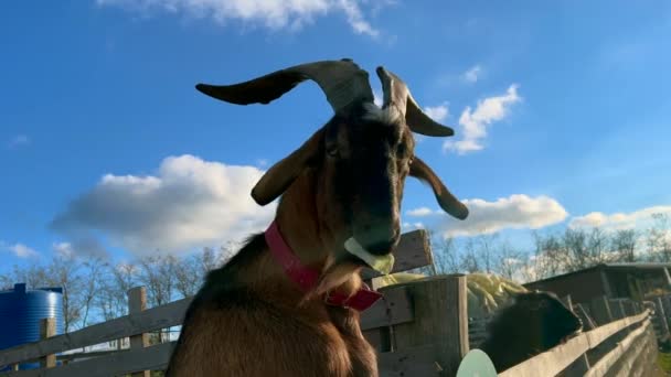 阳光明媚的日子 山羊在农场里吃卷心菜 高质量的4K镜头 — 图库视频影像