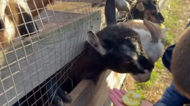 Güneşli bir günde küçük keçiler çiftlikte çocukların ellerinden lahana yerler. Yüksek kalite 4k görüntü