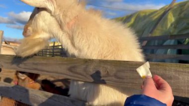 Güneşli bir günde boynuzsuz beyaz bir keçi çiftlikte ellerinden lahana yer. Yüksek kalite 4k görüntü