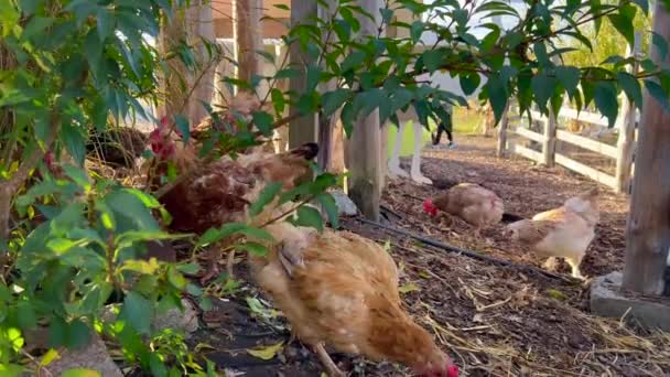 Červená Kuřata Chodí Ohradě Chov Drůbeže Domácí Farma Domácí Ptáci — Stock video