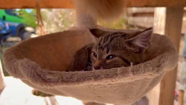 Roztomilá Kočka Zatímco Upravuje Koši Kočičí Stromě Vysoce Kvalitní Záběry — Stock video