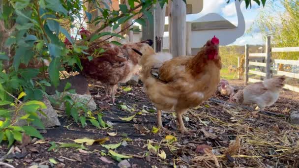 Tavuklar Özgürce Yürür Otları Gagalar Kümes Hayvanları Çiftliği Yerli Kuşlar — Stok video