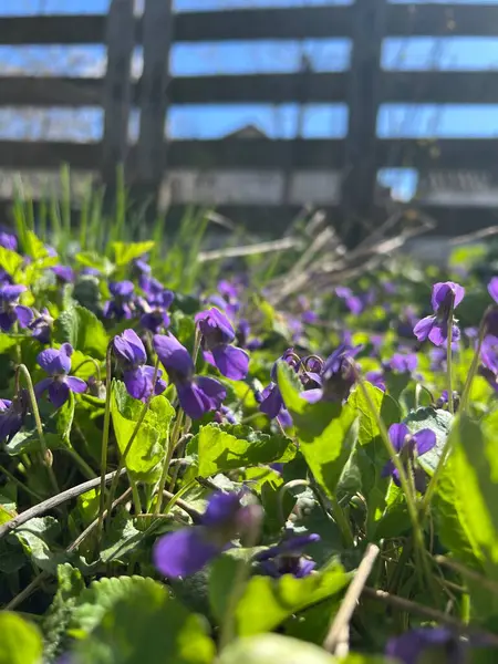Bal arısı lavanta çiçeklerini döllüyor. Bitkiler böceklerle çürür. Arılı lavanta çiçeklerinin bulanık yaz arkaplanı. Güzel duvar kağıdı. Yumuşak odaklanma. Lavanta tarlası. Yüksek kalite fotoğraf