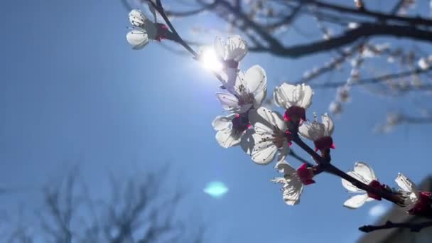 Piękny Kwiatowy Wiosna Abstrakcyjny Tło Przyroda Gałęzie Kwitnącego Makra Morelowego — Wideo stockowe