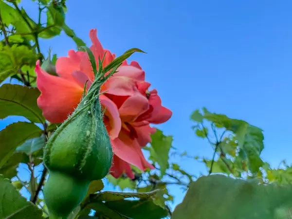 Bahçede çiçek açan gül ve gül tomurcukları mavi gökyüzü arka planında. Yüksek kalite fotoğraf