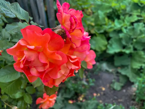 Bahçedeki eski çitlere tırmanan güzel pembe güller. Yüksek kalite fotoğraf