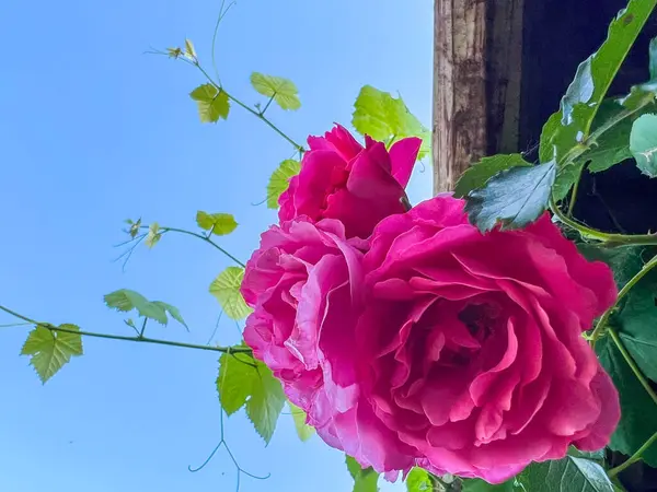 Bahçedeki pembe renk doğal arka planda yükseldi. Yüksek kalite fotoğraf