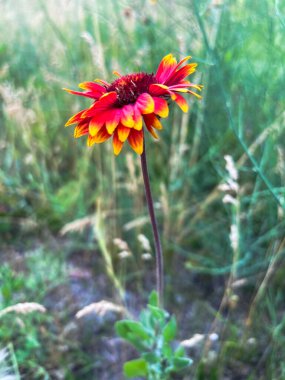 Kırmızılı kır çiçekleri Rudbeckia yaz çayır tarlasında. Yüksek kalite fotoğraf