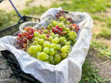 Hasat mevsiminde plastik bir kutuda taze toplanmış yeşil ve kırmızı üzümler var.