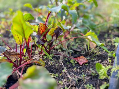 Genç pancar bitkileri, kırmızı saplı ve yeşil yapraklı verimli topraklarda yetişiyor.