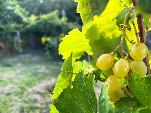 Yazın üzüm bağında yeşil yapraklarla sarmaşıkta sallanan olgun beyaz üzümlerin yakın çekim görüntüsü