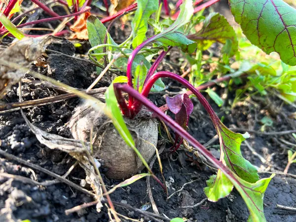 Toprakta pancar yetişiyor, kırmızı damarlı yeşil yapraklarla çevrili.