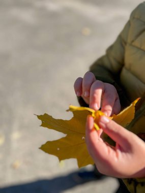 Sonbahar güneşinde sarı akçaağaç yaprağıyla oynayan çocuk