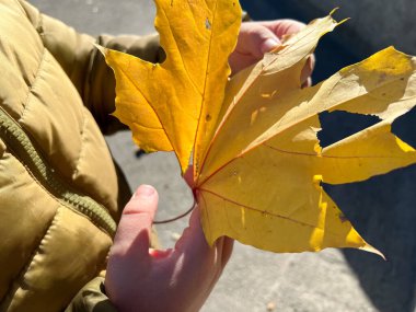 Çocuk elinde büyük sarı bir akçaağaç yaprağı tutuyor ve sonbaharın tadını çıkarıyor.