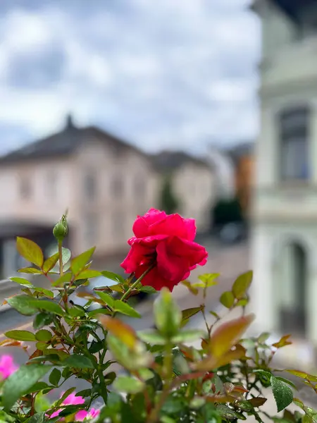 Avrupa 'daki geleneksel balkonda çiçekler. Dikey fotoğraf
