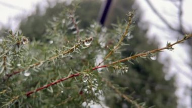 Su damlacıkları yağmurdan sonra bir çam dalının iğnelerine tutunur.