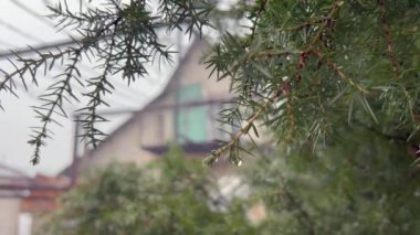 Yeşil çam dallarından nazikçe düşen yağmur damlalarının yakın plan arka planda bulanık bir ev ile barışçıl bir atmosfer yaratıyor.