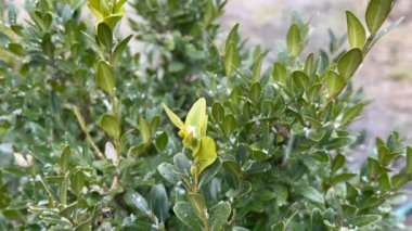 Kar yavaşça küçük yapraklarla kaplı yeşil bir çalıya düşüyor.