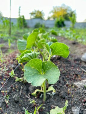 Toprakta büyüyen genç bir karpuz bitkisinin yakın çekimi, yeni yaşamı ve bereketli bir hasat potansiyelini simgeliyor.