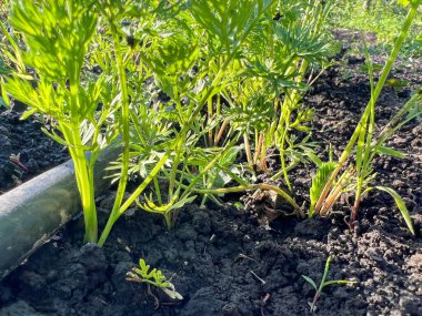Çiçekli yeşil havuç başları, sulama sistemiyle beslenen ve sağlıklı bir hasat vaat eden bir bahçe yatağında gelişir.