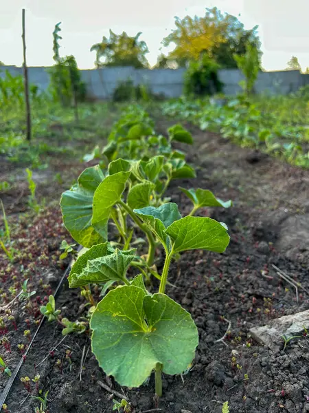 Bahçede yetişen karpuz fidanlarının yakın çekimi, erken gelişimi ve sağlıklı yaprakları gösteriyor.