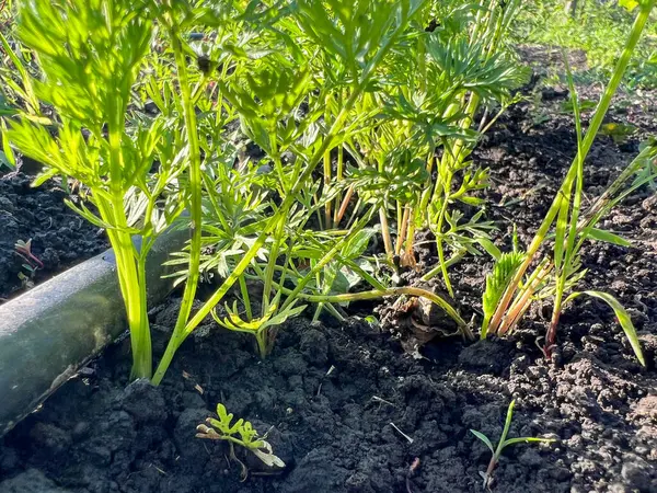 Çiçekli yeşil havuç başları, sulama sistemiyle beslenen ve sağlıklı bir hasat vaat eden bir bahçe yatağında gelişir.