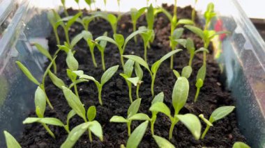 Şeffaf dikdörtgen plastik kapta fidanlar yetişiyor.