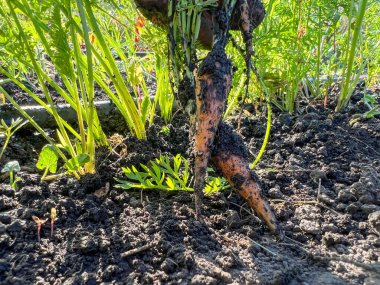 Yerden yeni toplanmış iki çamurlu havuç gelişmekte olan bir bahçenin karanlık, zengin toprağında dinleniyor.