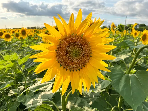 Ayçiçeği tarlasında büyüyen parlak sarı ayçiçeği bulutlu bir yazın altında