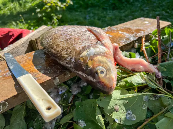 Yeşil yapraklar ve balık pullarıyla çevrili, tahta bir tahtanın üzerinde taze yakalanmış balıklar temizleniyor.