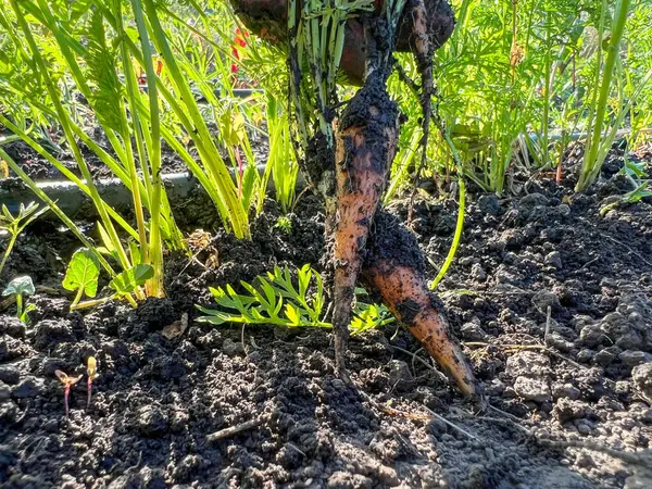 Yerden yeni toplanmış iki çamurlu havuç gelişmekte olan bir bahçenin karanlık, zengin toprağında dinleniyor.