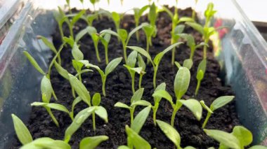 Koyu toprakta saydam plastik bir kabın içinde büyüyen çok sayıda yeşil tohum.