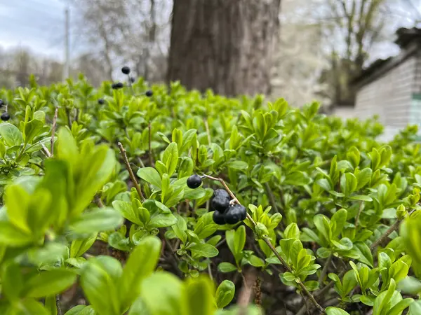 Canlı yeşil yaprakları ve küçük böğürtlenleri olan, bahçesinde büyüyen bir çalıya yakın çekim