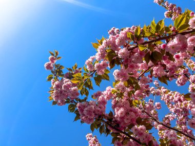 Pembe sakura çiçekleri, parlak mavi bir gökyüzüne karşı dallarda çiçek açıyor, canlı bir bahar manzarası yaratıyor.