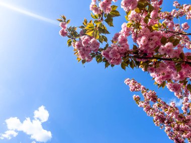 Pembe kiraz çiçekleri güneşli bir bahar gününde açıyor, mavi gökyüzü ve beyaz bulutlarla