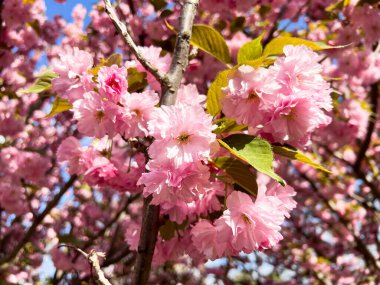 Pembe Japon kiraz çiçekleri açık mavi gökyüzüne karşı ilkbaharda bir ağaç dalında çiçek açıyor.