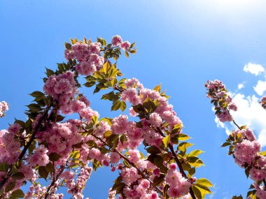 Pembe kiraz çiçekleri açık mavi gökyüzünde serpilmiş, bahar güzelliğinin canlı bir gösterisini yaratıyor.