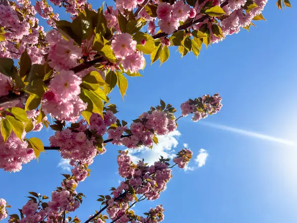 Pembe kiraz ağaçları güneşli bir bahar gününde açık mavi gökyüzüne uzanıyor.