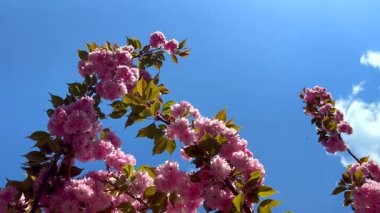 Çiçekli sakura dalları meltemde sallanıyor açık mavi gökyüzüne karşı