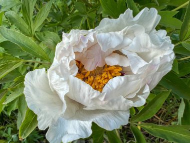 Beyaz şakayık çiçeğinin yakın plan çekimi, canlı sarı pudingler ve narin taç yaprakları ortaya çıkarıyor.