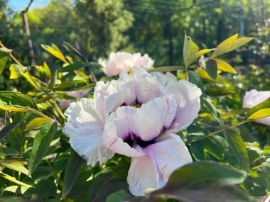 Güneşli bir bahçede açan güzel beyaz ve mor şakayık çiçeğinin yakın çekimi.