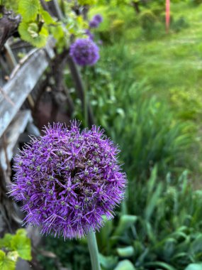 Canlı mor Allison çiçekleri gelişen bir bahçeye renk katar, doğanın güzelliğini gözler önüne serer.