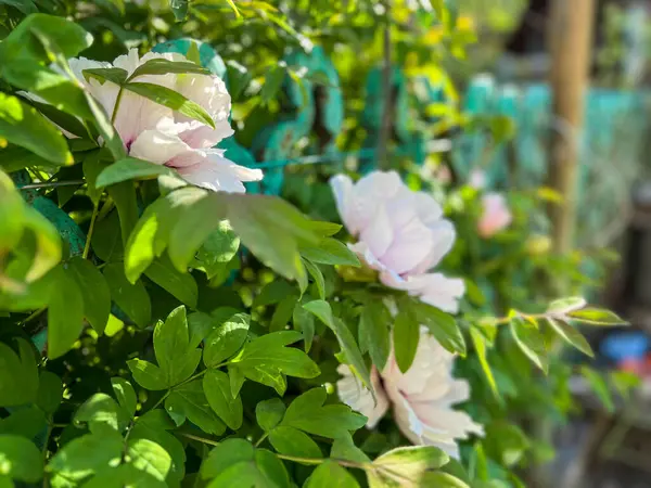 Parlak yeşil yapraklarla çevrili beyaz çiçekler güneşli bir bahçede